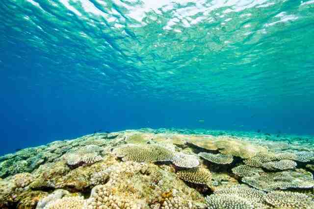 透明度の高い海にあるテーブルサンゴの画像