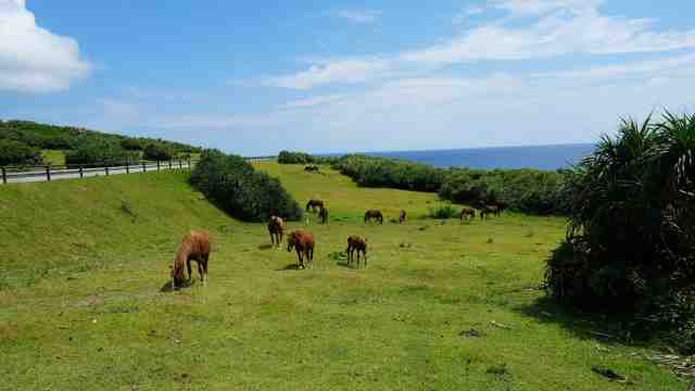 与那国島の与那国馬が数頭いる画像