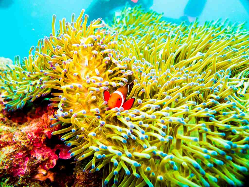 沖縄の海でシュノーケリング！8月の楽しい思い出作り【2024年最新版】のタイトル画像