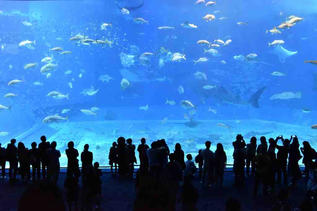 沖縄の美ら海水族館の大型水槽が背景でたくさんの人が魅了されてる画像