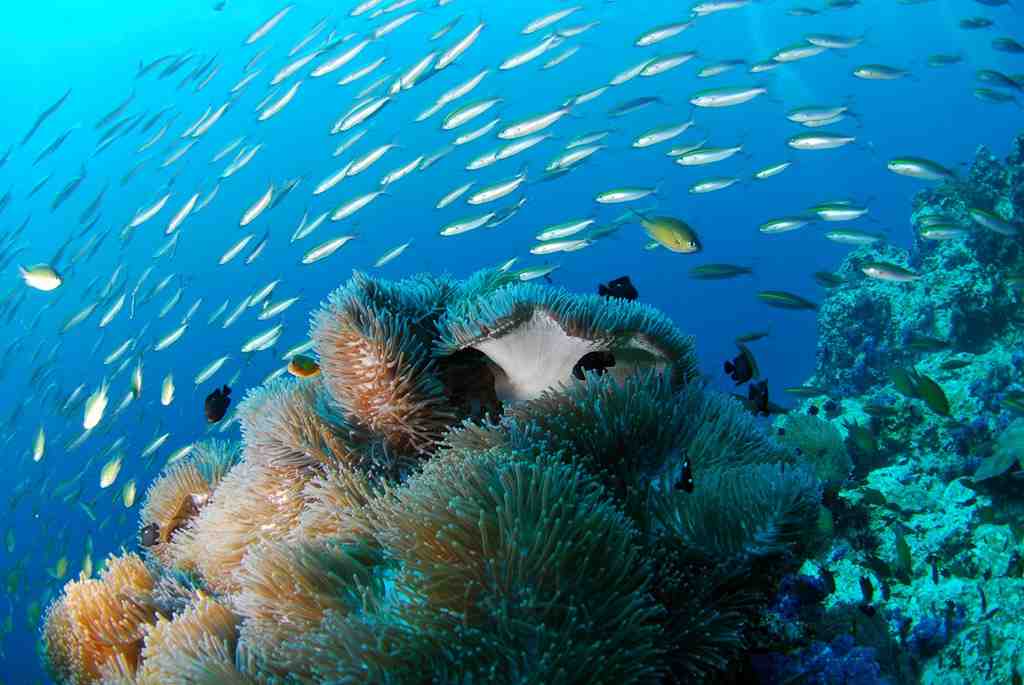 沖縄のきれいな海にあるサンゴに集まる魚の画像