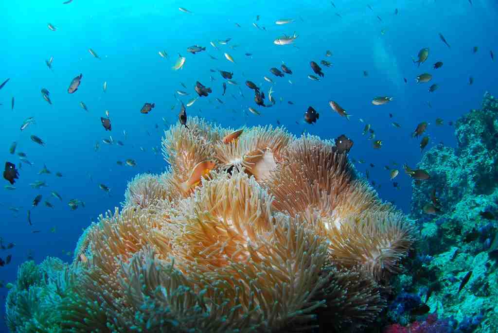 大きなイソギンチャクにたくさんの魚がいる画像