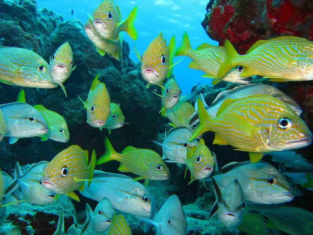 沖縄の熱帯魚・魚を満喫！ダイビング、シュノーケリング、水族館おすすめ情報のタイトル画像