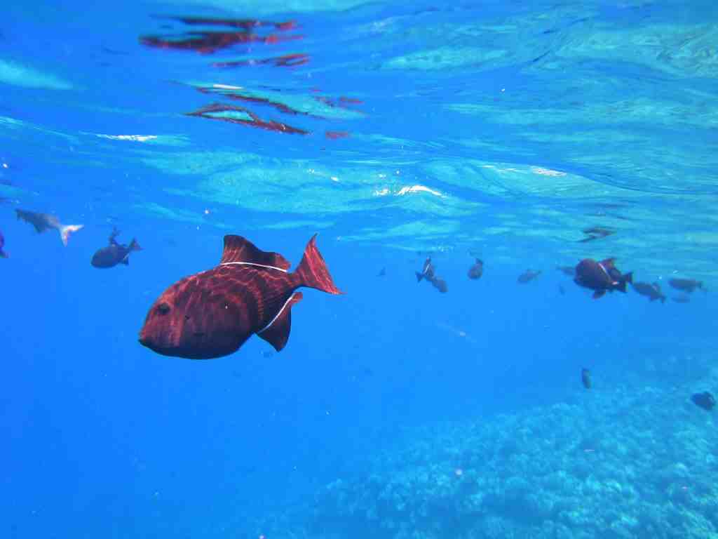 沖縄の南国特有の透明度の高い水中世界の画像