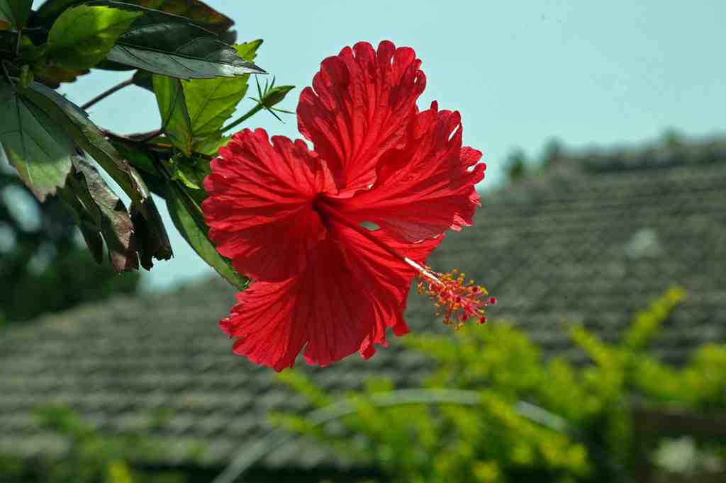 赤い沖縄の花はイビス数の画像