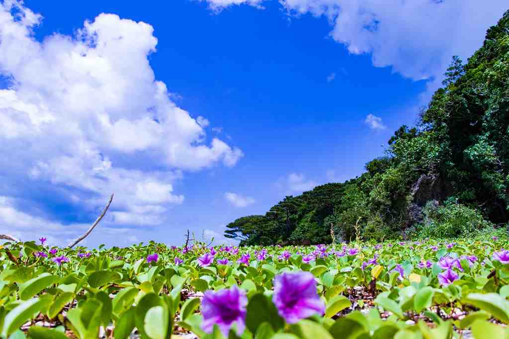 沖縄の天気と服装おすすめアクティビティ情報を現地スタッフがご紹介のタイトル画像