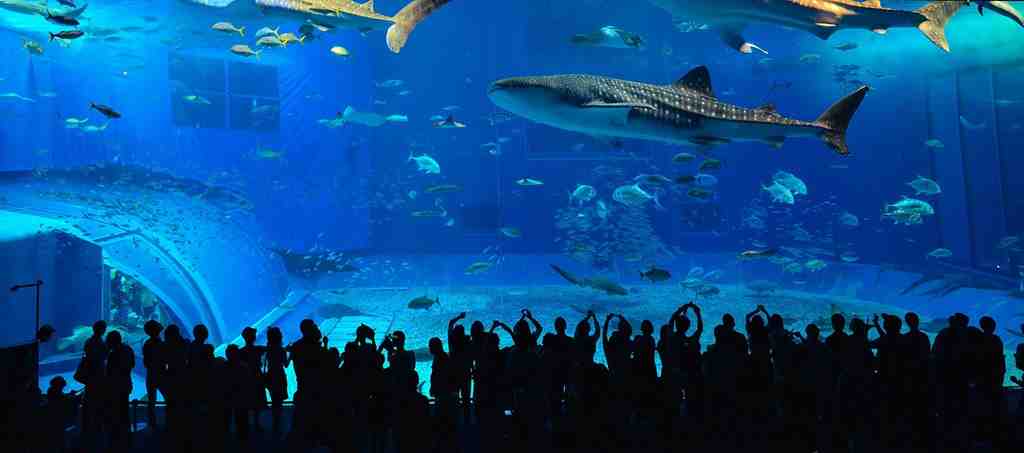 沖縄の美ら海水族館の水槽の画像