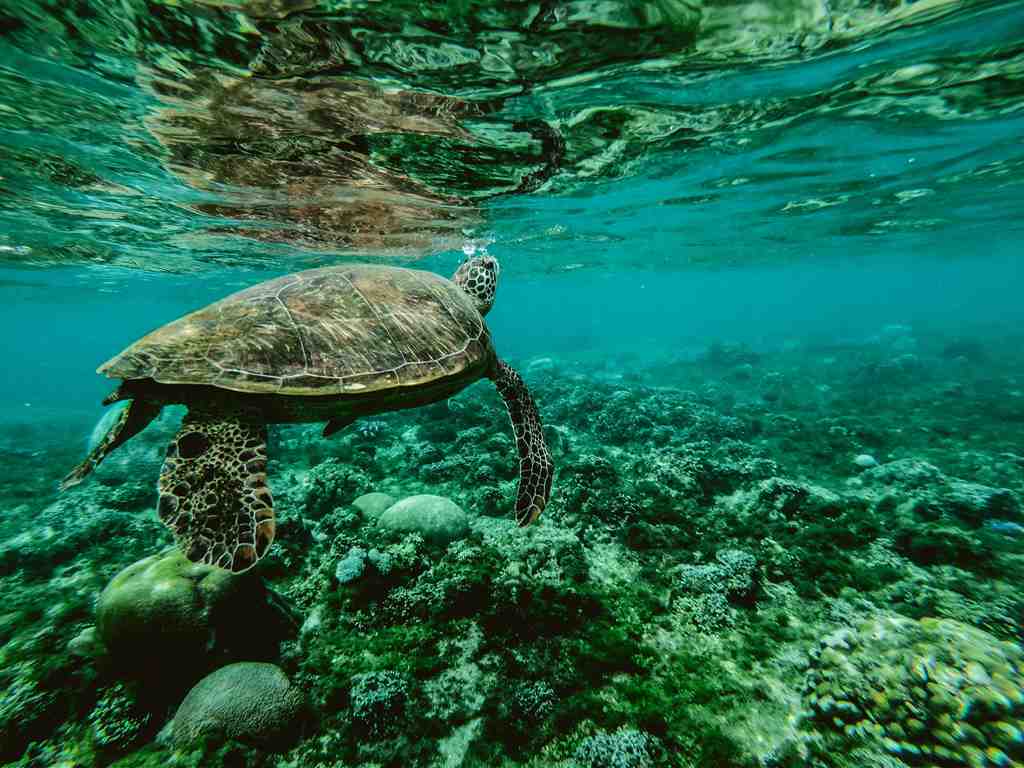 青い海に泳ぐウミガメの画像