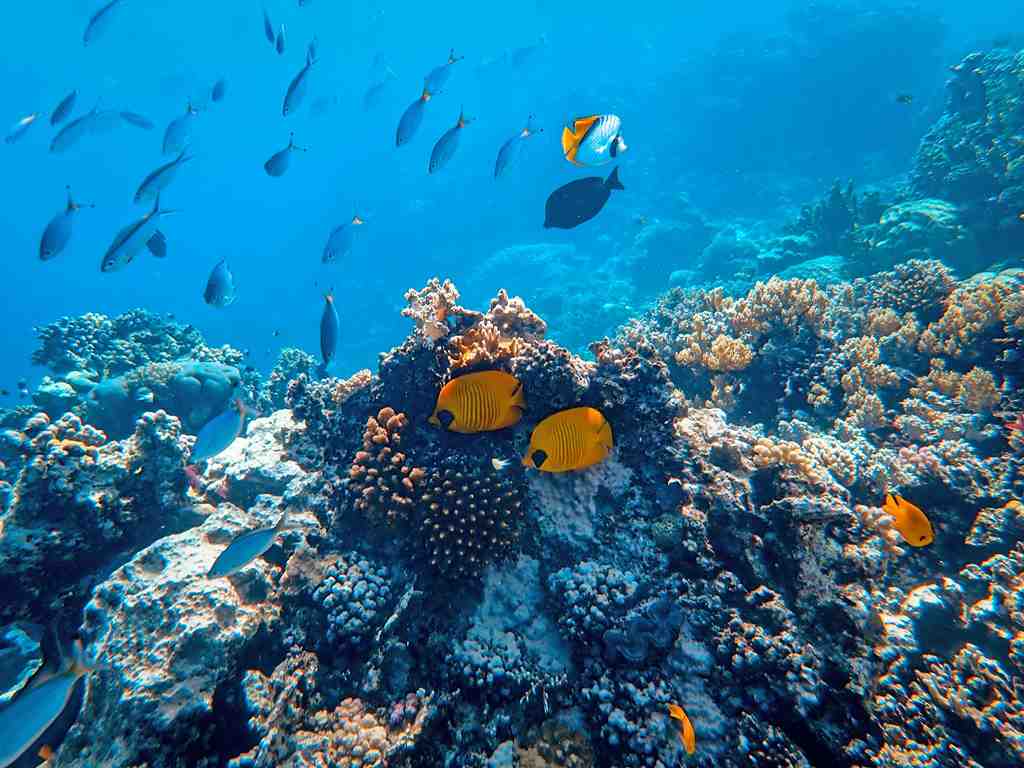 青い海にチョウチョウオなどのきれいな魚がいる画像