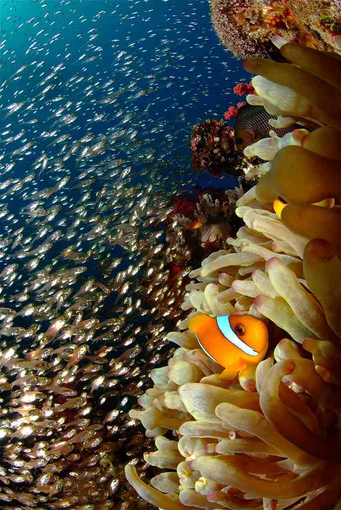 クマノミと子魚が沢山いる画像