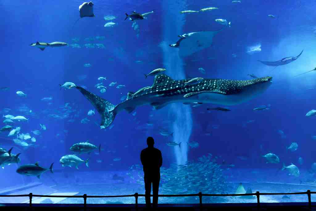 水族館の大型水槽の画像