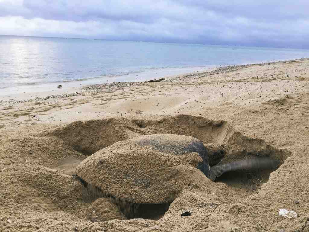 ウミガメが産卵のため穴を掘っている画像