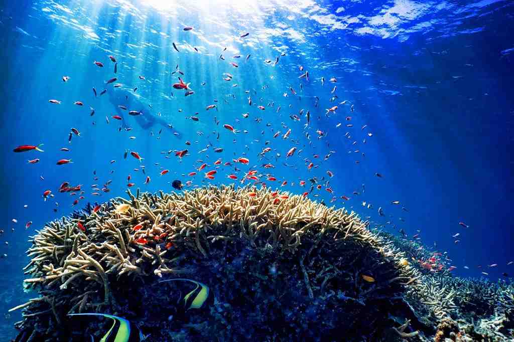 沖縄の魅力的な透明度の高い水中世界に熱帯魚が泳いでいる画像