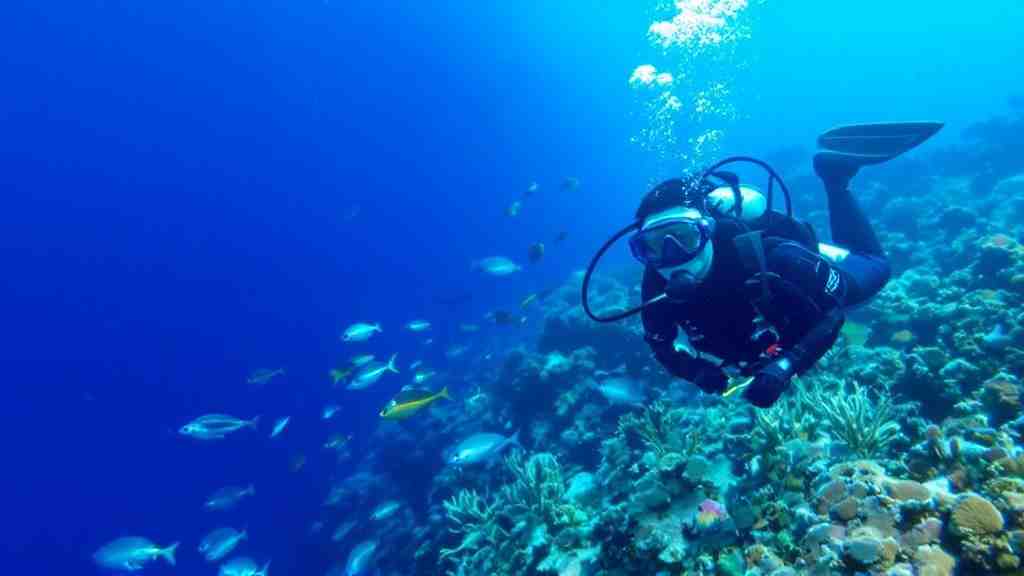 沖縄の冬こそダイビング！透明度抜群の海で感動体験のタイトル画像