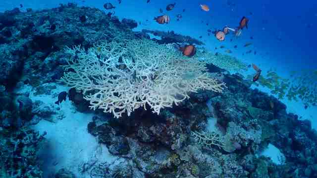 水底が砂地のきれいな水中世界で黒いスズメダイがサンゴにあつまっている画像