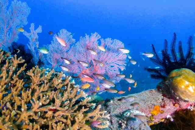 南国のお魚が沢山いる水中世界の画像