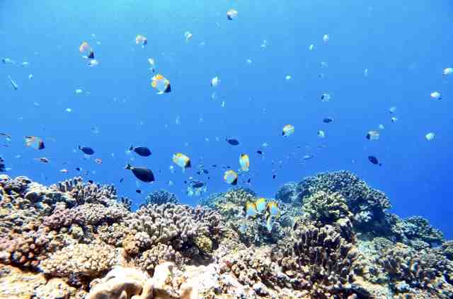 沖縄の水中世界にカスミチョウチョウオが泳いでいる画像