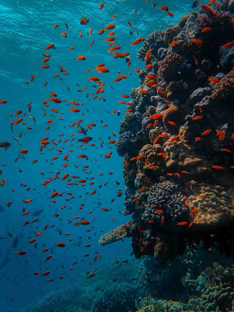 水中でサンゴにあつまる赤い魚ハナゴイが沢山いる画像